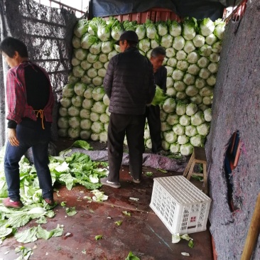 黄心白菜