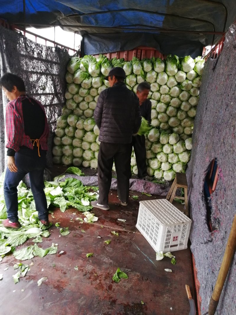 黄心白菜