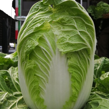 白菜
