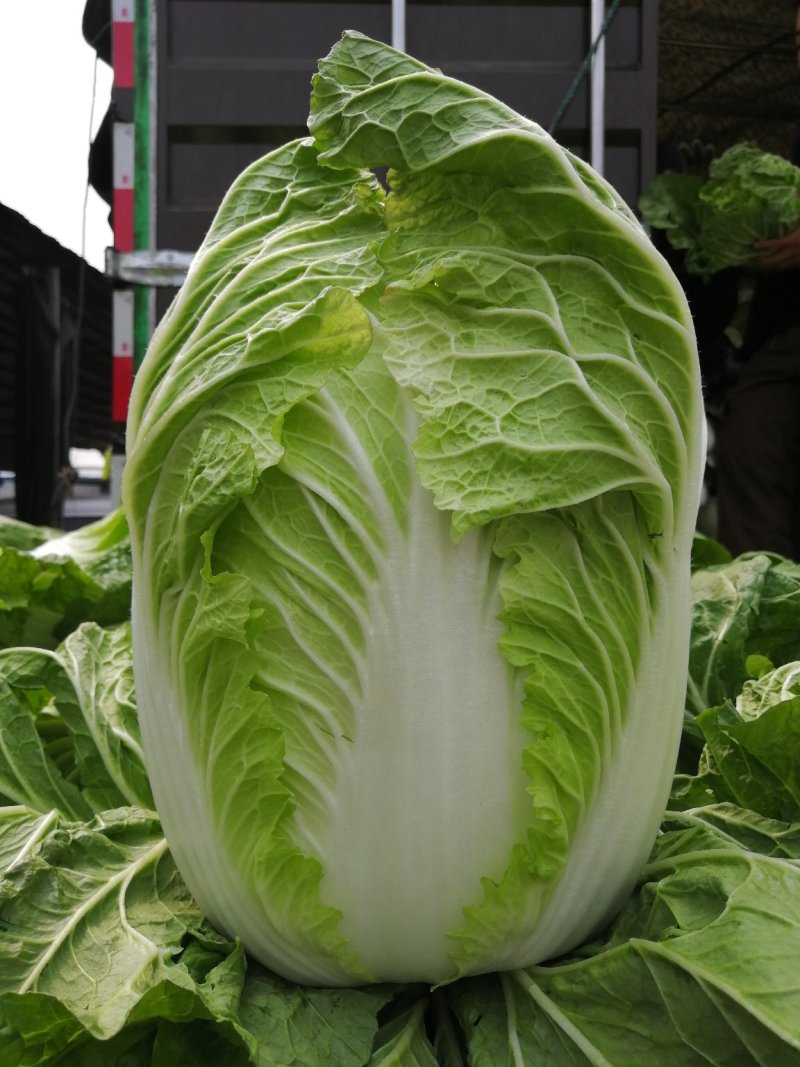 白菜