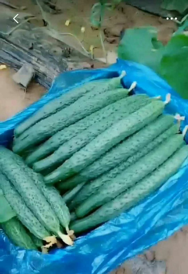 油亮黄瓜大量上市，