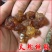 桃胶天然食用桃胶桃花泪各种规格无硫新货批发零售冷背中药材