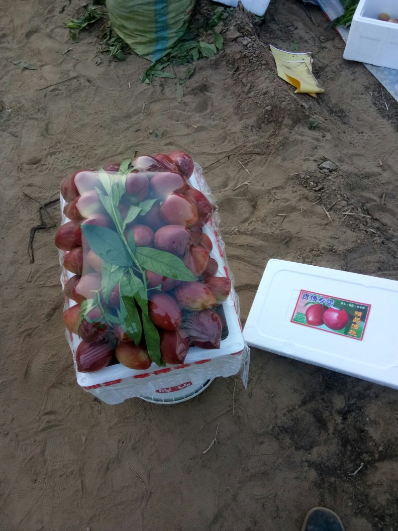 油桃发货