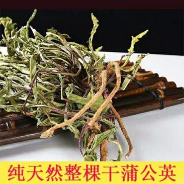 蒲公英全棵。批发零售精品水洗产地一手货源