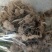 野生黄精苗有需要的联系
