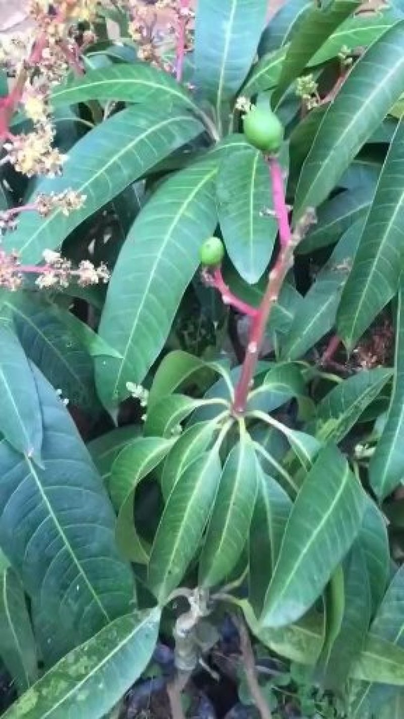 贵妃芒果苗桂七芒果树苗四季蜜芒金煌芒苗嫁接苗正品