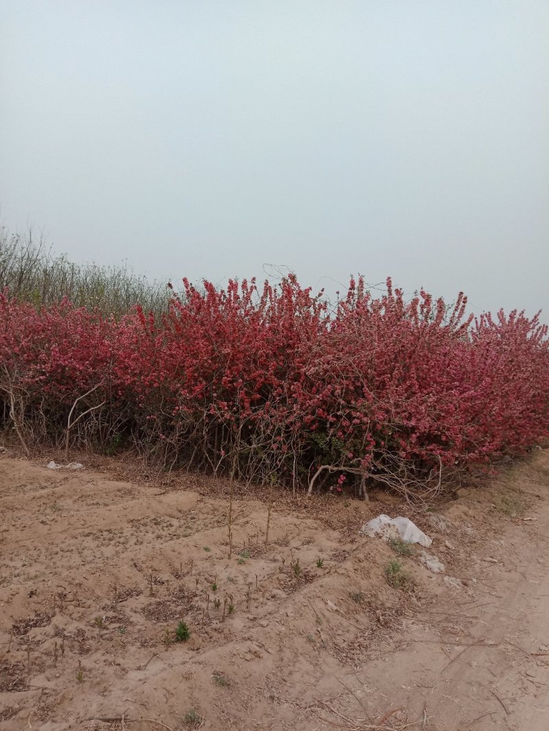 西府海棠，各种品种海棠苗