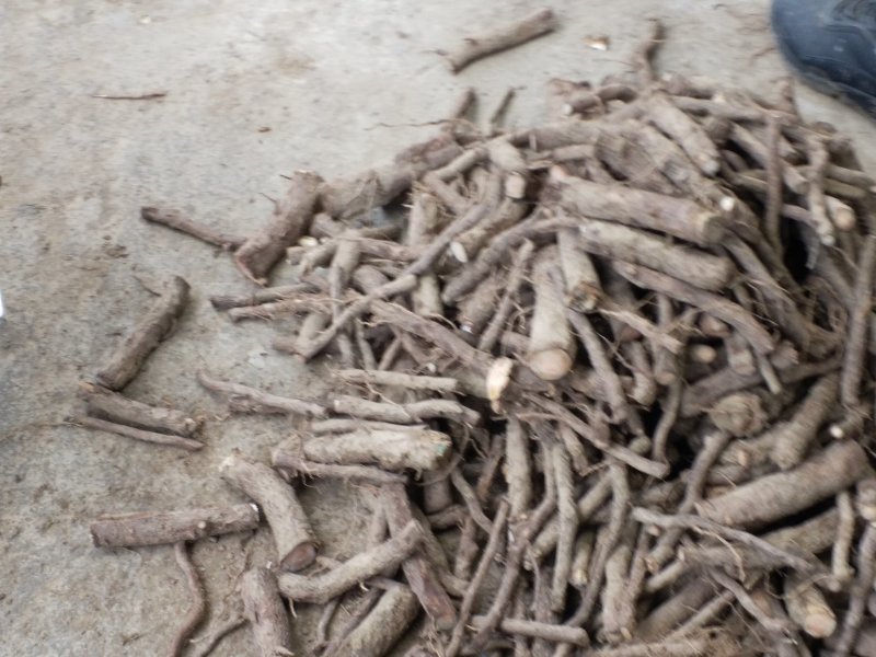 9501桐树根