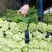 【蒜薹】河南红冒蒜苔大量现货供应各大市场电商电商