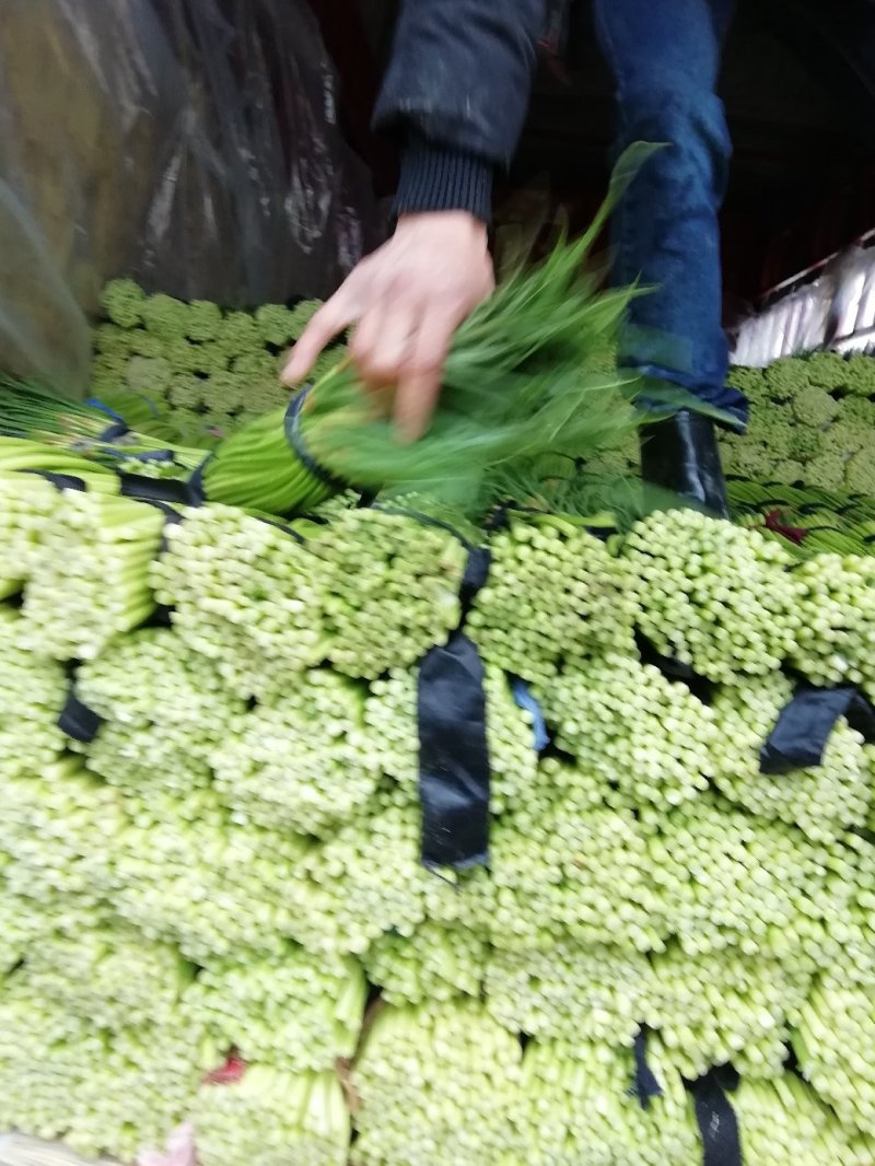 【蒜薹】河南红冒蒜苔大量现货供应各大市场电商电商