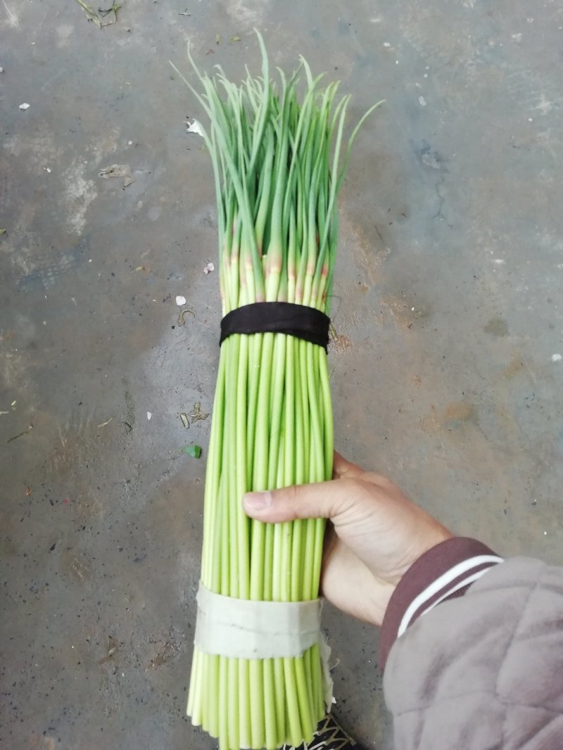 蒜薹精品50~60cm！小把二三斤上货量大