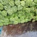 蒜薹精品50~60cm！小把二三斤上货量大