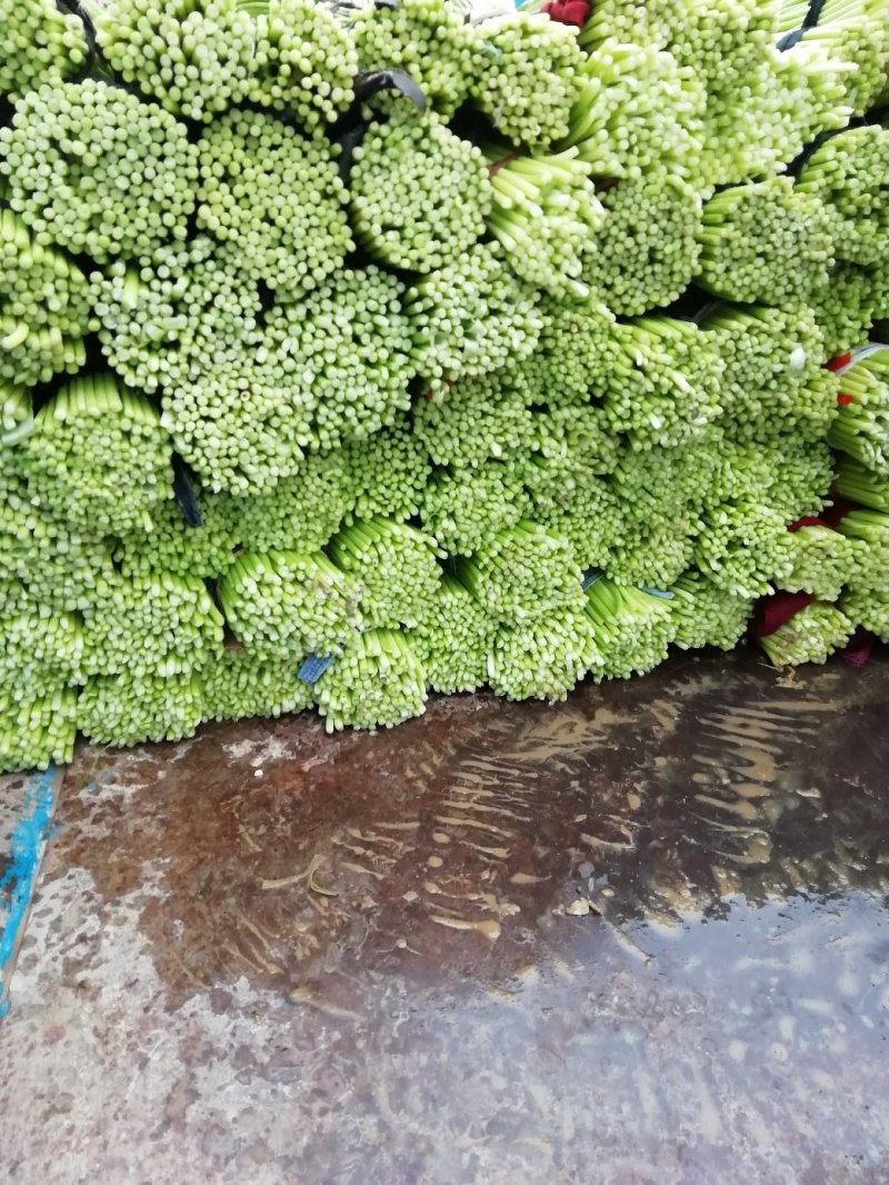 蒜薹精品50~60cm！小把二三斤上货量大