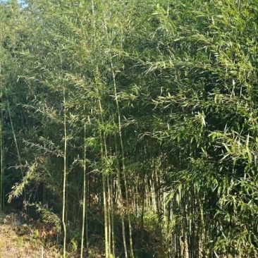 钢竹2公分