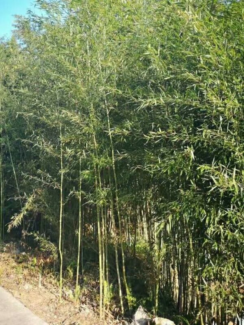 钢竹2公分