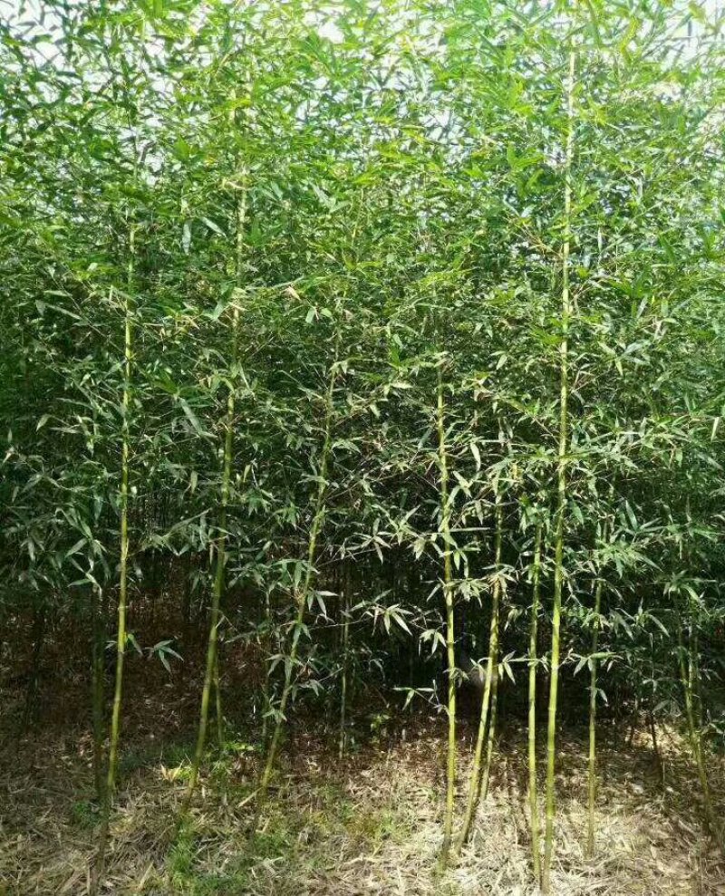 钢竹2公分