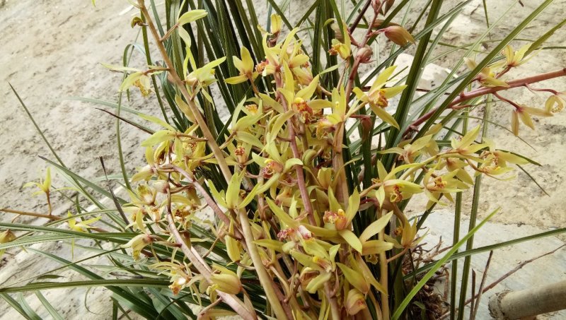 紫花兰草花，紫花