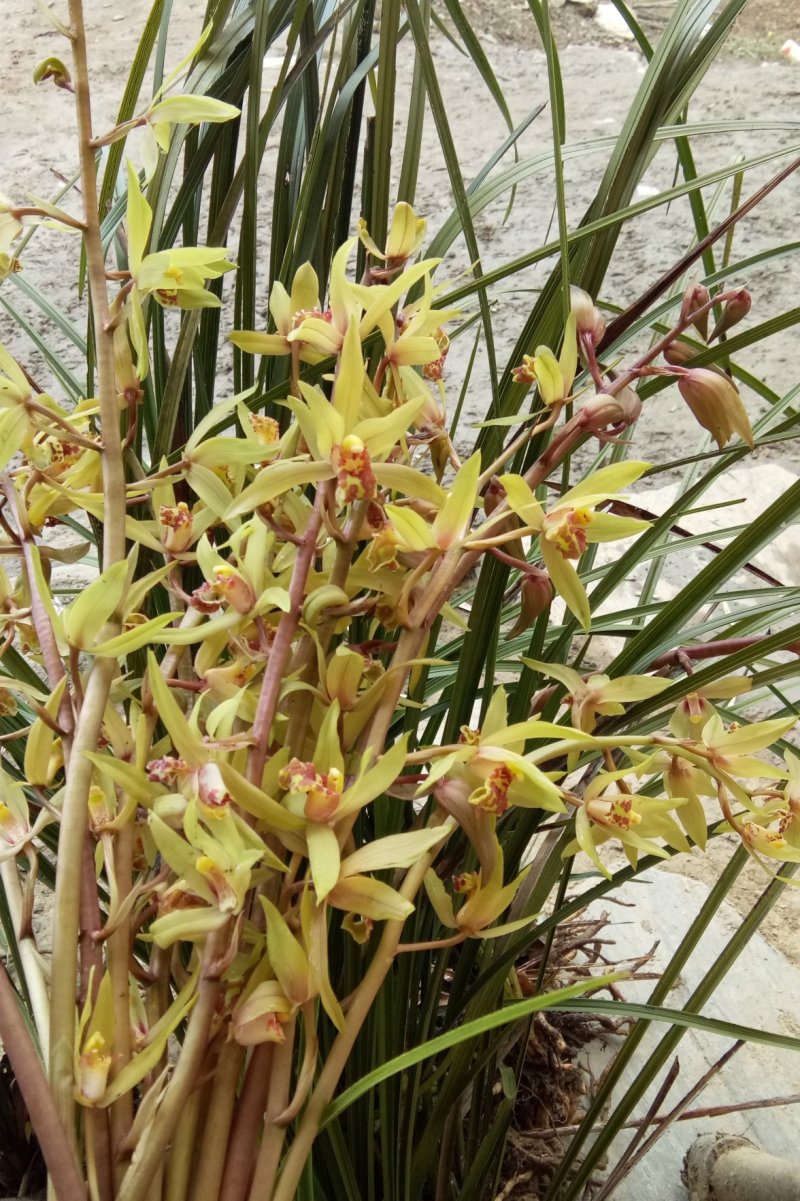 紫花兰草花，紫花