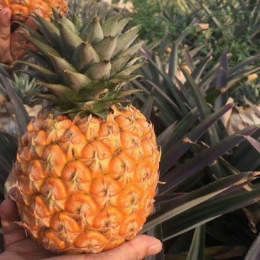 海南正宗菠萝