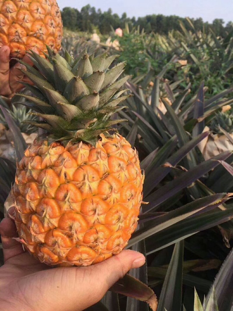 海南正宗菠萝