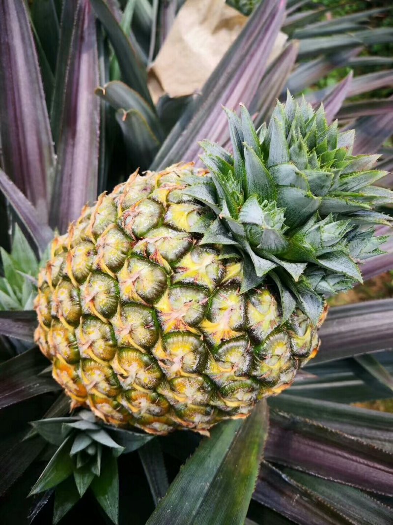 海南正宗菠萝