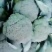 精品西兰花批发货量巨大日供20万斤