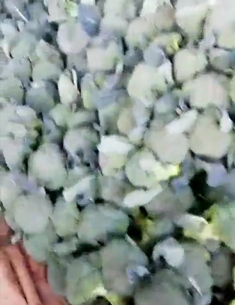 精品西兰花批发货量巨大日供20万斤