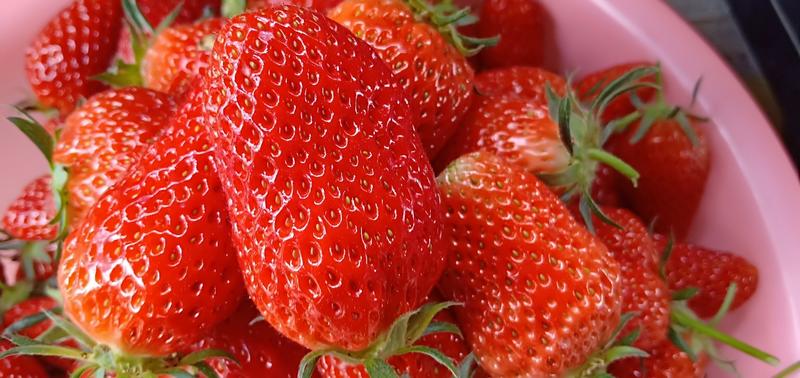 精品草莓：果园直销：视频看货(现货)