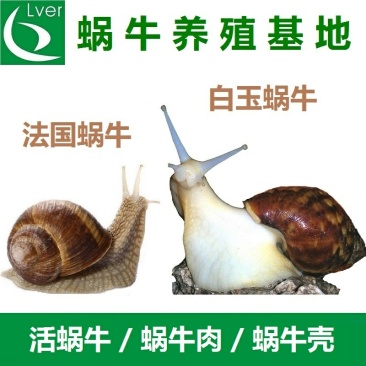 白玉蜗牛、法国蜗牛(光亮大蜗牛)