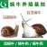 白玉蜗牛、法国蜗牛(光亮大蜗牛)