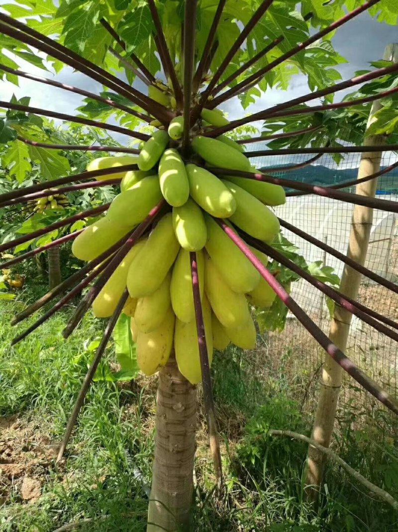 木瓜树苗红肉木瓜苗黄金木瓜苗大青木瓜苗基地直销品种多