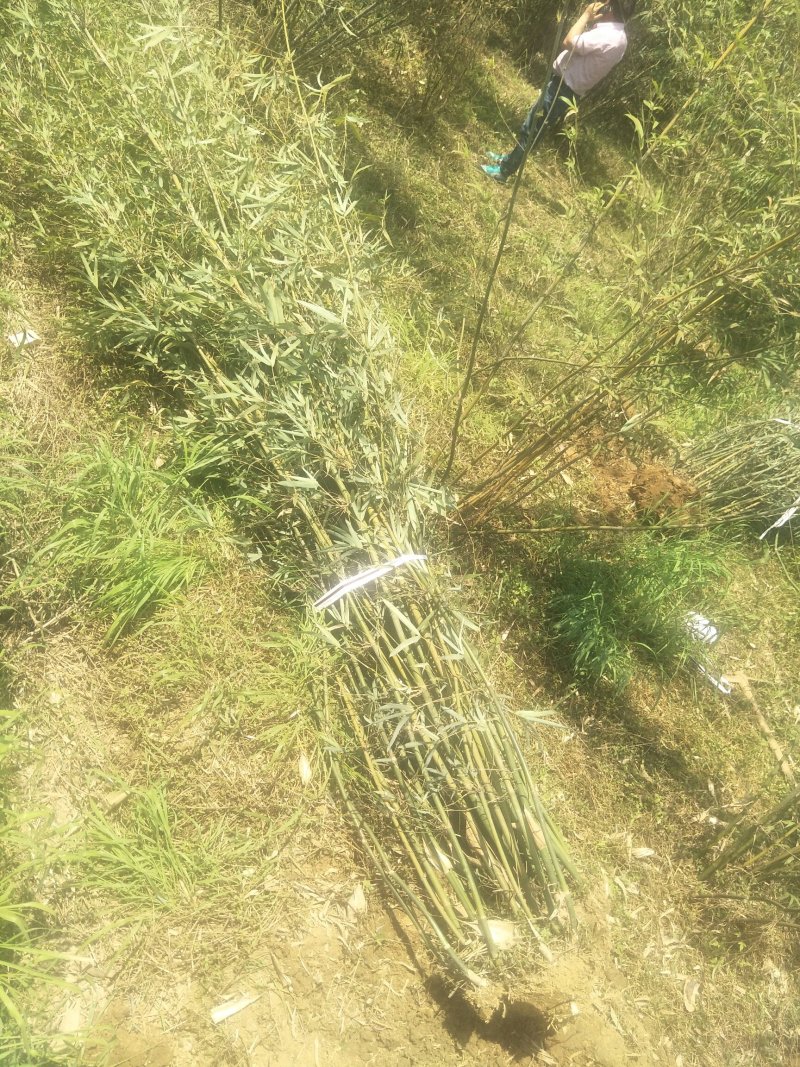 丛竹2公分
