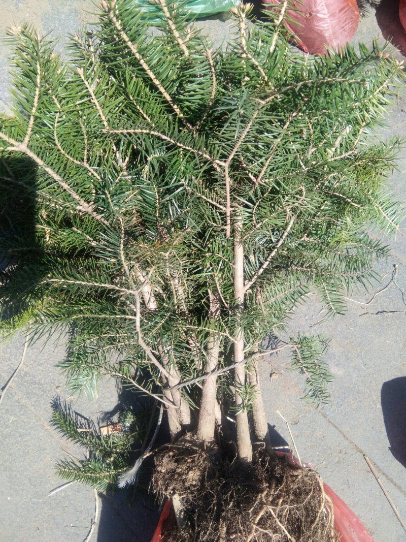冷杉