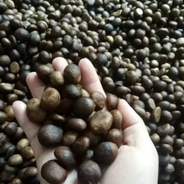新鲜枇杷种子