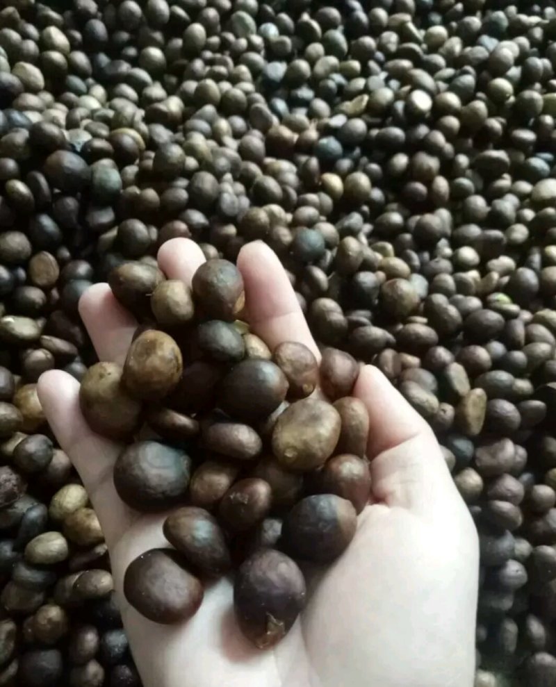新鲜枇杷种子