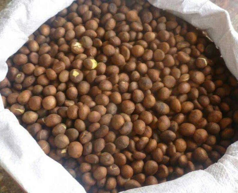 新鲜枇杷种子