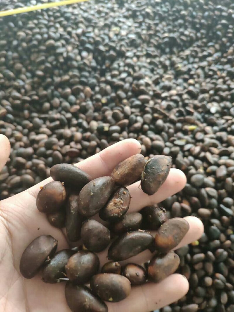新鲜枇杷种子
