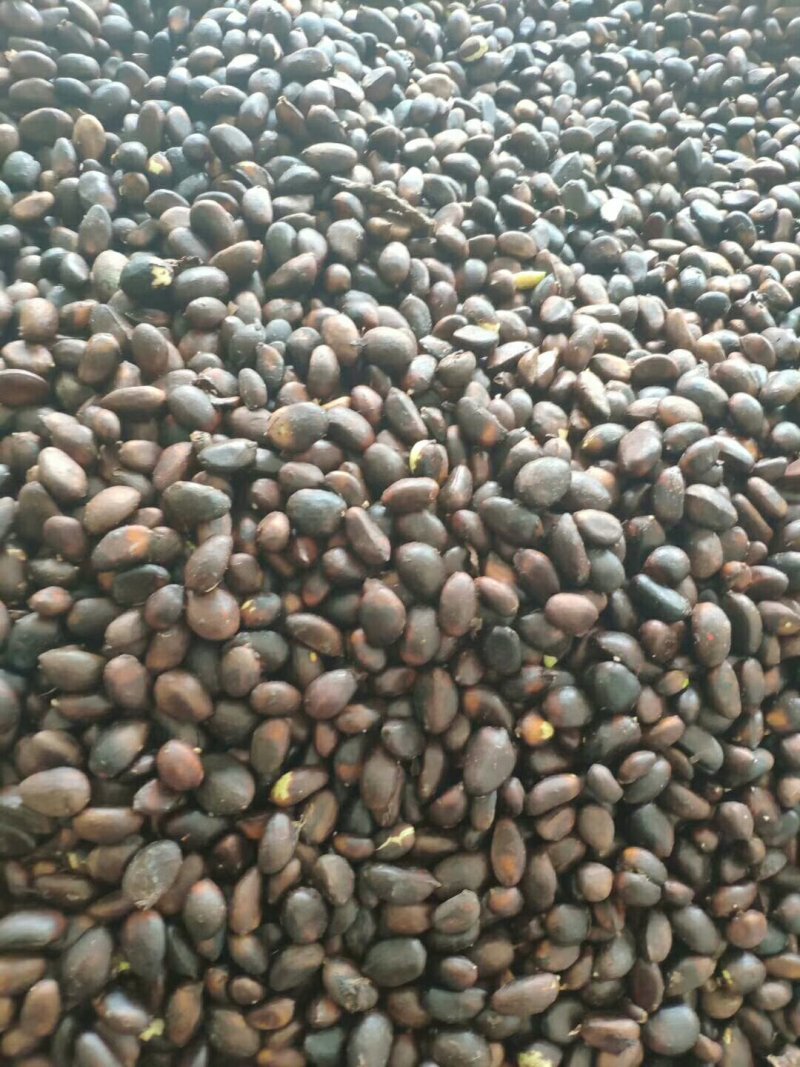 新鲜枇杷种子