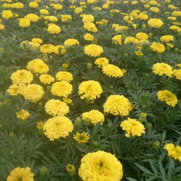 万寿菊
