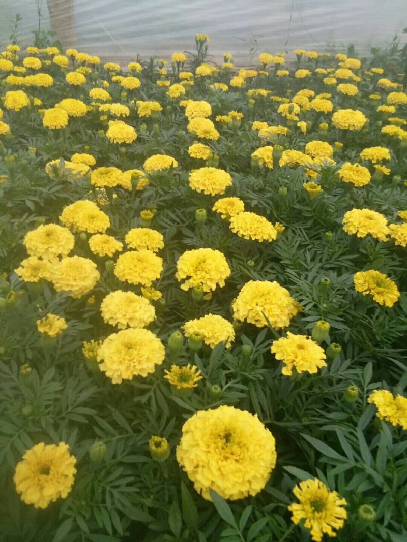 万寿菊