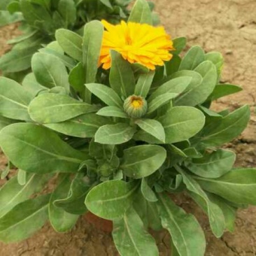 金盏菊
