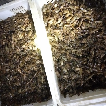 湖北潜江浩口镇优质稻田虾苗浅水耐高温种性适应各种地理气候