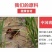 湖北潜江浩口镇优质稻田虾苗浅水耐高温种性适应各种地理气候