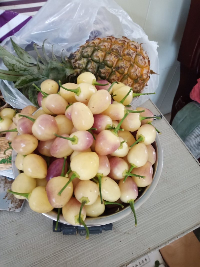 广西七彩辣椒，五彩辣椒，珍珠辣椒，樱桃辣椒灯笼椒