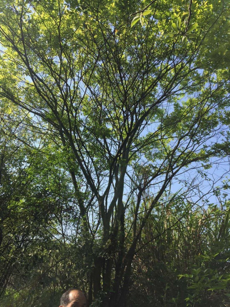 丛生朴树量大