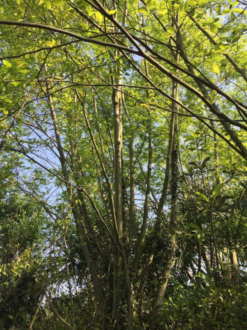 丛生朴树量大