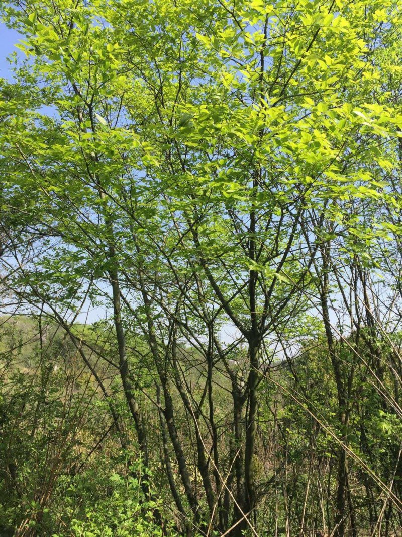 丛生朴树量大