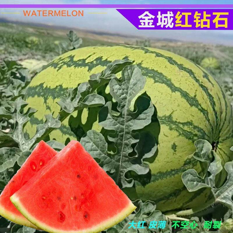 双红金城石头瓜西瓜种子高产抗旱大红沙瓤双红瓤皮薄坚韧耐贮