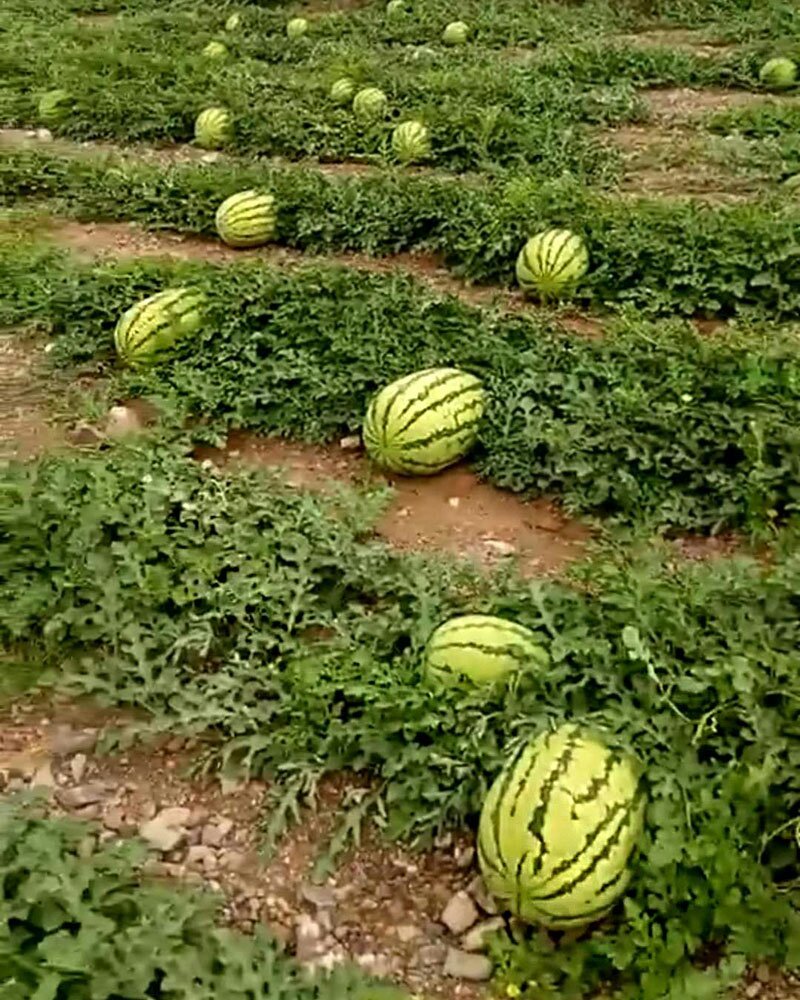 双红金城石头瓜西瓜种子高产抗旱大红沙瓤双红瓤皮薄坚韧耐贮