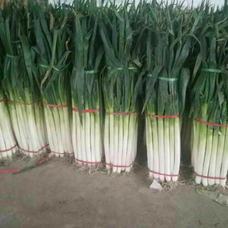 精品铁杆大葱质量好走市场做加工质量有保证诚信经营